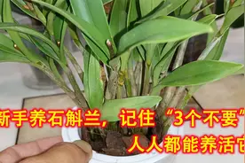 新手养石斛兰，记住“3个不要”，人人都能养活它，挺简单的！视频封面