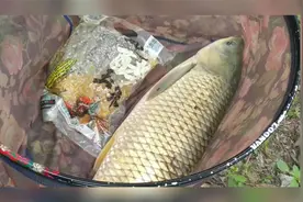 农村钓鱼大神，1.2号鱼线，拔河18斤大草鱼，围观的都一头汗视频封面