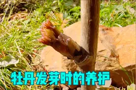牡丹发芽时，两件事做不好，今年就白养了视频封面