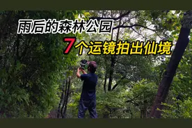 雨后的森林公园，7个运镜拍出仙境般画面！手机摄影