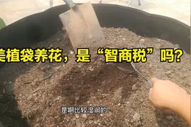 美植袋养花，是“智商税”吗？高手都不敢用，新手傻傻搬回家视频封面