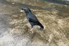 一只鸟总把虫子带家里放床上，真的让人忍无可忍，千万不要养鸟