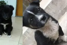 民间不养“白胸狗”，老人见了让丢掉，不让带回家