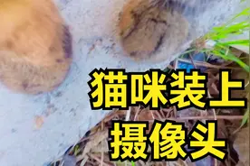 给狸花猫装上摄像机，才知道猫咪的优雅果然名不虚传！
