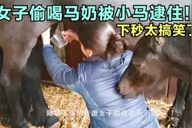女子尝了下马奶，结果被一旁的小马撞见，下秒忍住别笑！视频封面