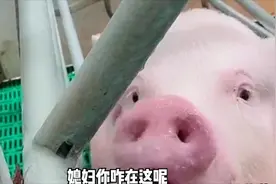 爆笑锦集：单身久了，看见母猪都觉得眉清目秀的。。。视频封面