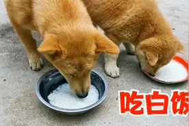 中华田园犬，吃白饭的时候最帅，不接受反驳视频封面