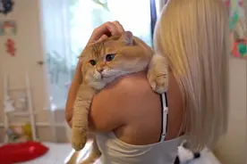 女主人狂撸网红猫的大脸，猫咪的反应太让人嫉妒了视频封面