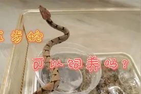 五步蛇可以饲养吗视频封面