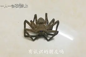 在广州，家里发现一只蜘蛛，不会是牢底坐穿蛛，是就麻烦了视频封面