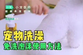 宠物免洗泡沫的使用方法_小宠医师