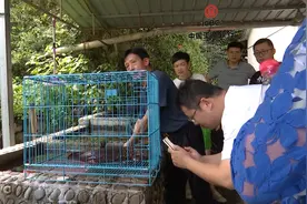 温暖都市：桐庐发现20多岁野生娃娃鱼，已放归大自然视频封面