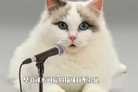 猫咪参加歌唱比赛，对着话筒咿呀咿呀，全程哈哈大笑