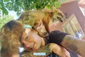 外国妹子养狐狸当宠物，把狐狸养的跟狗一样听话