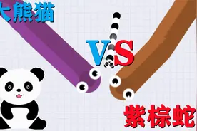 可爱的小熊猫开局遇见两大蛇 直接追上去击杀蛇王视频封面