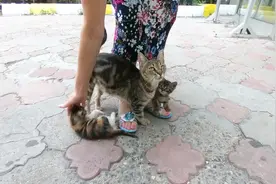 猫妈妈带着饥饿的小猫讨食，可爱小猫会撒娇会卖萌，天天有饭吃