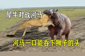 犀牛对战河马，河马一口能吞下狮子的头，那么究竟谁更胜一筹？视频封面