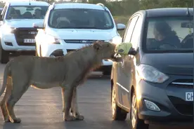狮子咬开游客车门，车里游客吓出一身冷汗，镜头记录全过程视频封面