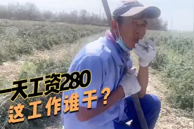 新疆收黑枸杞的工人一天工资280，顶着36度的高温，这活你干不？视频封面