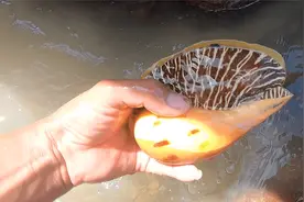 大退潮后海边海螺大聚会，名贵椰子螺花螺都能捡，这运气太难得了视频封面