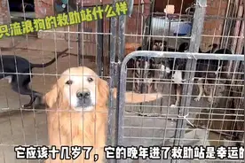 带你走进千只流浪狗的大救助站，走进流浪狗的真实世界视频封面