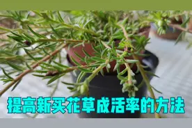 养新买的太阳花，用1个“懒办法”，不死苗，根系还特别茂盛视频封面