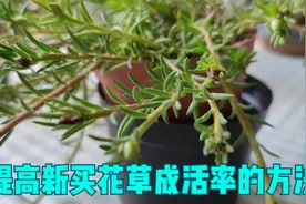 养新买的太阳花，用1个“懒办法”，不死苗，根系还特别茂盛视频封面