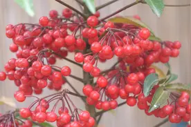 家有阳台栽种这棵植物，财源广进黄金万两视频封面