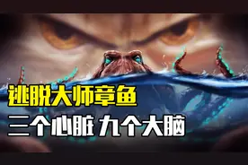 3颗心脏9个大脑，章鱼明明可以称霸海洋，为何选择自杀式繁衍视频封面