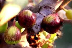 无花果味道香甜，其实不用花钱买，自己就能种植，客厅阳台都可以视频封面
