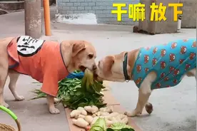 狗狗买菜被摊主拒绝后，狗狗抢了个萝卜拔腿就跑，太逗了视频封面