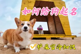 如何给狗起一个与众不同的名字？看完视频就会豁然开朗视频封面