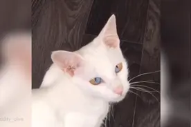 一只眼球两种颜色！英国猫咪因独特外表成网红猫视频封面