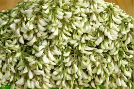 把槐花储存起来，正确做法教会你，留住春天的味道，四季都能吃到视频封面