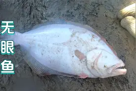 小林赶海发现神秘海鱼，竟然没有长出眼睛来，它是怎么活下来的？视频封面