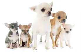 盘点世界上十种最小的狗,第一仅重1公斤！