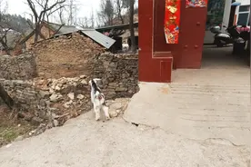 出生一个月的小羊有多重？农村大叔称了一下，相比出生时翻了两倍视频封面