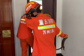 呕！重庆一居民家中进黄鼠狼 消防员抓捕过程中被熏吐三次视频封面