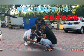 小狗肚子上一个脐疝，阿龙二凯洋仔，带她去做手术看医生怎么说？视频封面