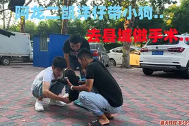小狗肚子上一个脐疝，阿龙二凯洋仔，带她去做手术看医生怎么说？视频封面
