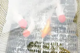 鹤顶红金鱼，真的好“毒”，鱼友看一眼就喜欢，可惜精品太贵视频封面