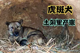 一般乡村土狗产崽的时候可凶了，主人都不敢靠近，来看看我家这只视频封面