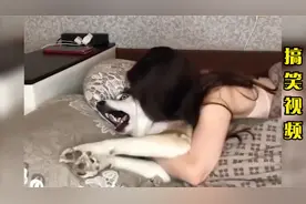爆笑：抽了一整晚的华子也没想明白，自己到底哪里比这狗子差了视频封面