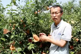 为什么苹果套袋用工难、成本高还要选择套袋？好处是什么？视频封面