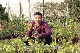 新手必学技巧：三角梅不需要控水，只需做好2点，就能一年开多次视频封面