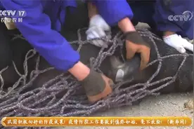 深山养猪 逆境翻身 韩立虎带动100多家农户增收致富视频封面