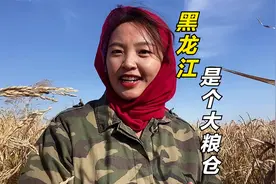 黑龙江粮食一年一熟，却是咱们祖国的大粮仓，粮食抢收非常关键视频封面