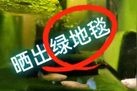 鱼缸晒太阳好处多，只用一个月，晒出漂亮的“绿地毯”并不难视频封面