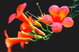 养生取于大自然（十二）中药凌霄花的功效与作用