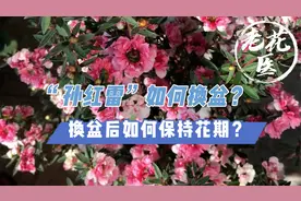 “孙红雷”如何换盆？换盆后如何保持花期？松红梅养护分享视频封面